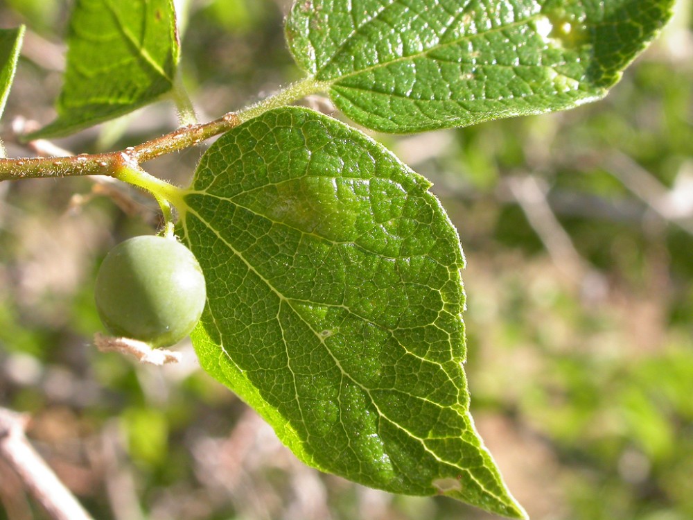 hackberry2